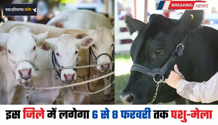 A cattle fair will be held in this district from February 6 to 8