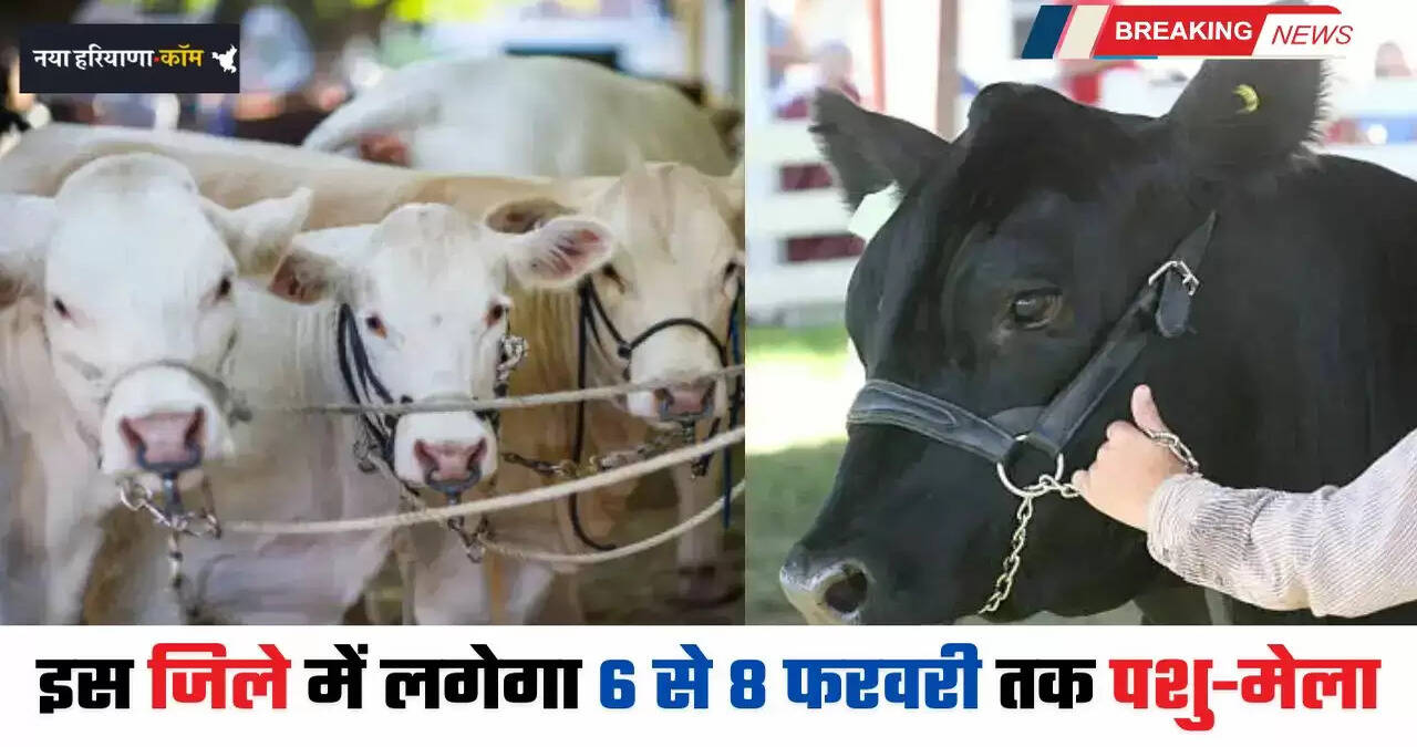 A cattle fair will be held in this district from February 6 to 8