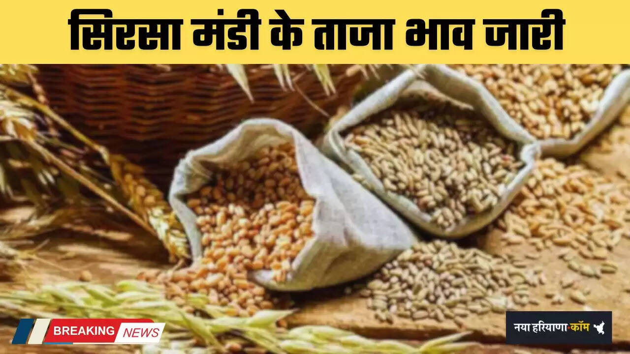 Mandi Bhav: हरियाणा की सिरसा मंडी के ताजा भाव जारी, देखें सभी फसलों के नए रेट
