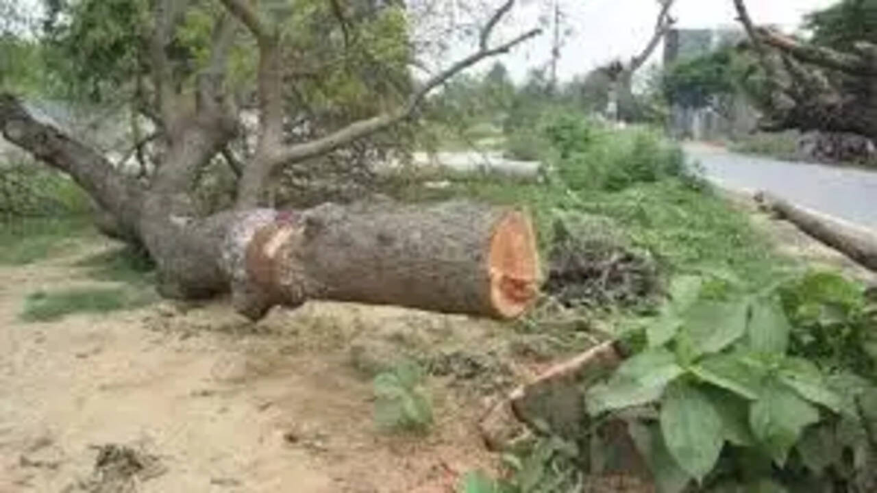 आंधी-तूफान में गिरे पेड़ों की कटाई से पहले वन विभाग की अनुमति लेना जरूरी