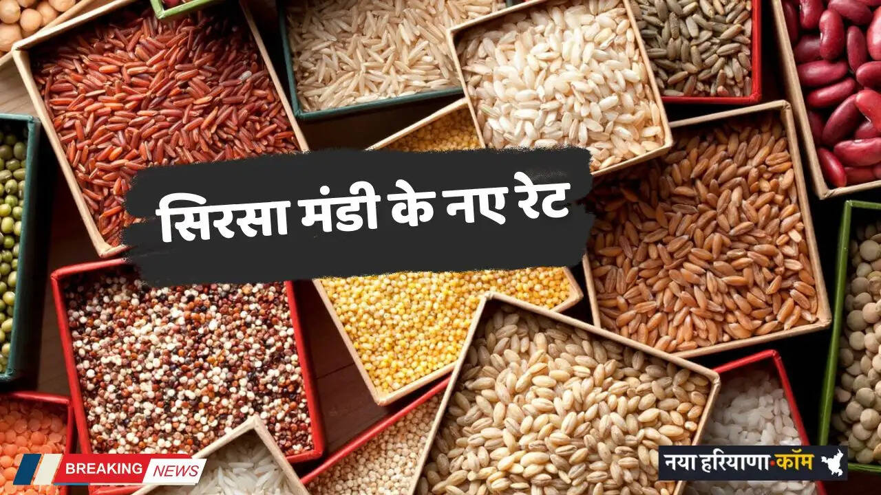 Mandi Bhav: सिरसा मंडी के नए रेट हुए जारी, देखें सभी फसलों के ताजा भाव