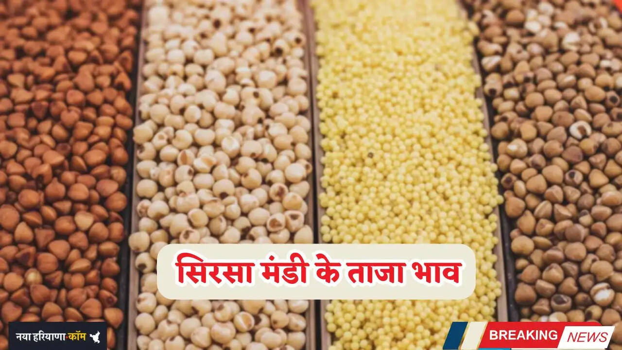 Mandi Bhav: हरियाणा की सिरसा मंडी के नए रेट जारी, देखें आज के ताजा भाव