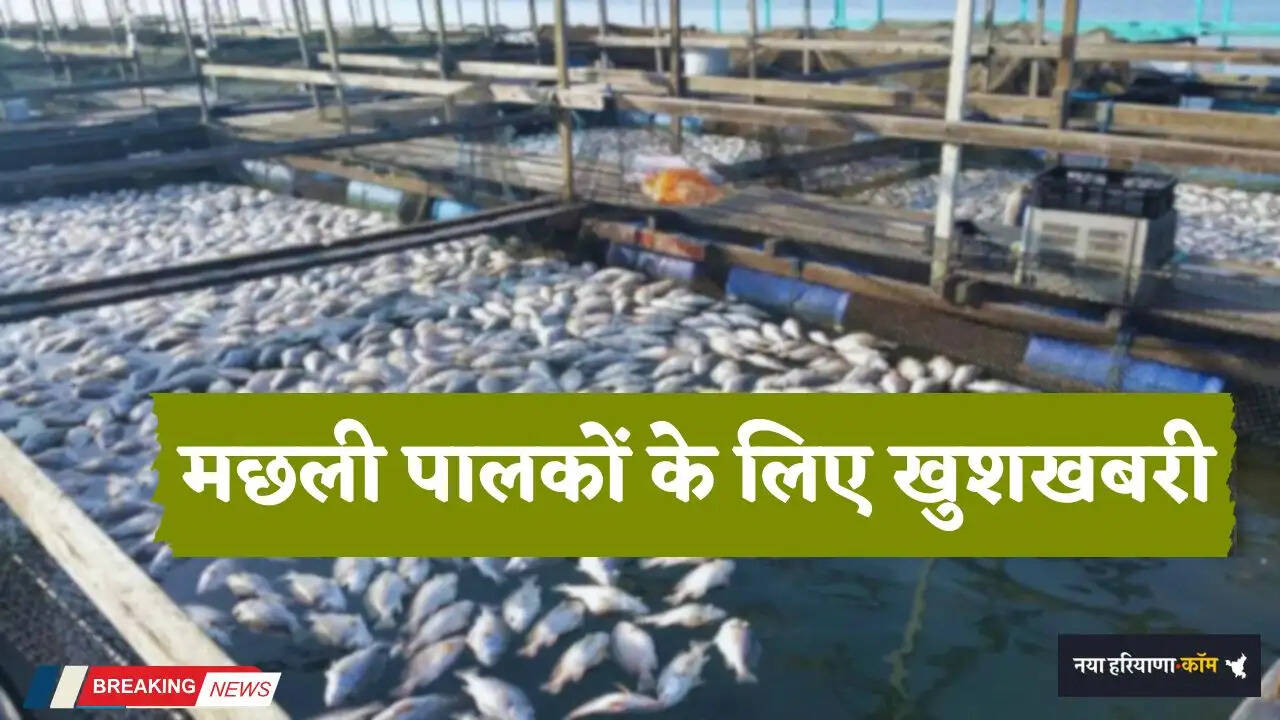 Haryana: हरियाणा में मछली पालकों के लिए खुशखबरी, अब मिलेगी क्रेडिट और बीमा सुविधा