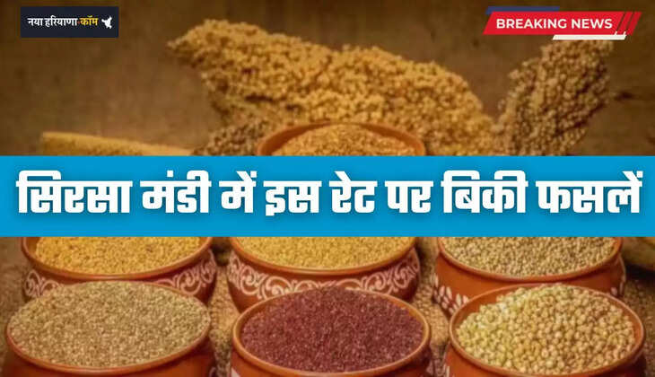 Mandi Bhav: हरियाणा की सिरसा मंडी में इस रेट पर बिकी फसलें, देखें आज के ताजा भाव