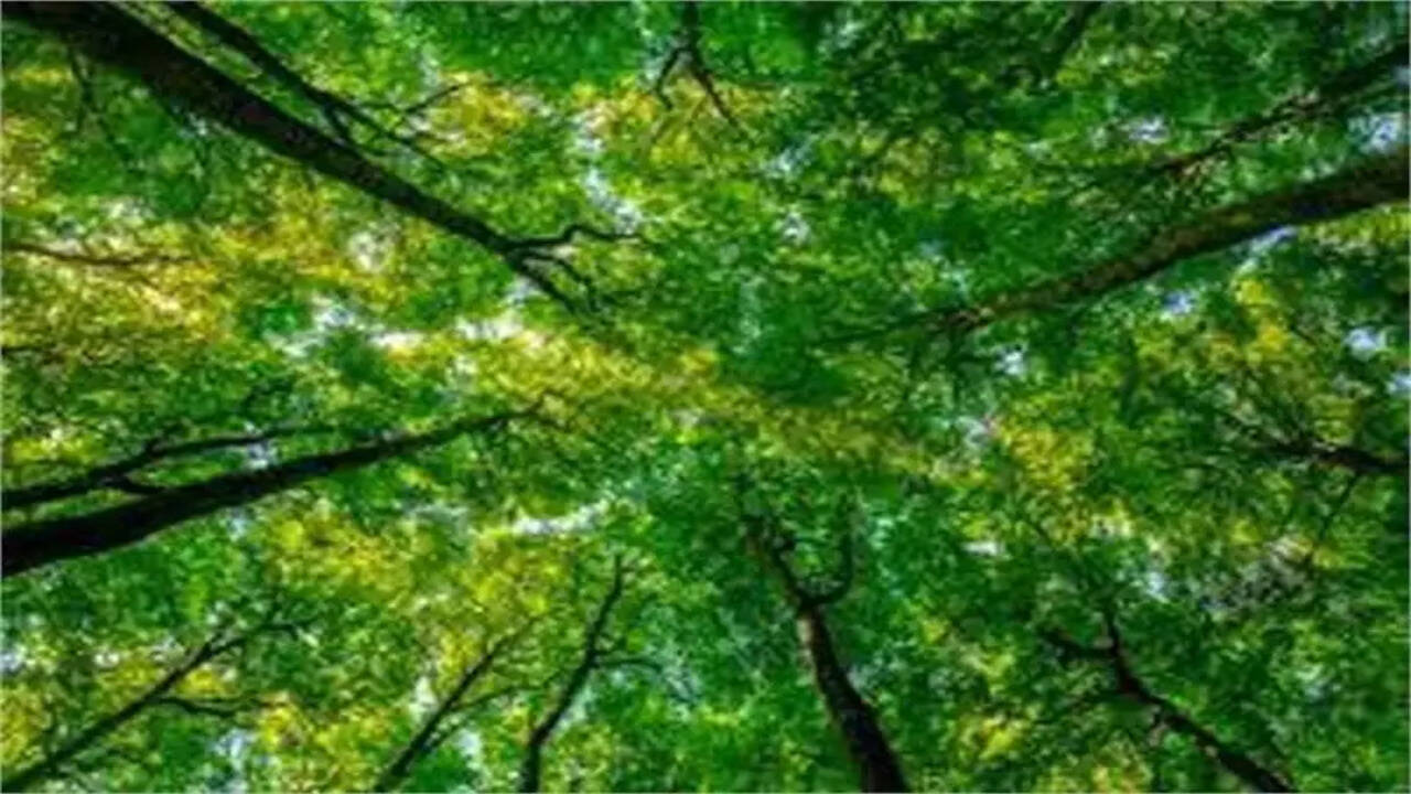 &nbsp;&nbsp;हरियाणा वन विभाग में अधिकारियों का तबादला, सुरेंद्र डांगी को बनाया गया गुरुग्राम के डिविजनल फॉरेस्ट ऑफिसर