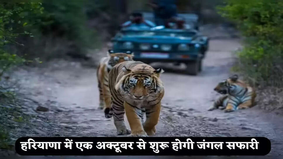 Jungle Safari will start from October 1 in Haryana