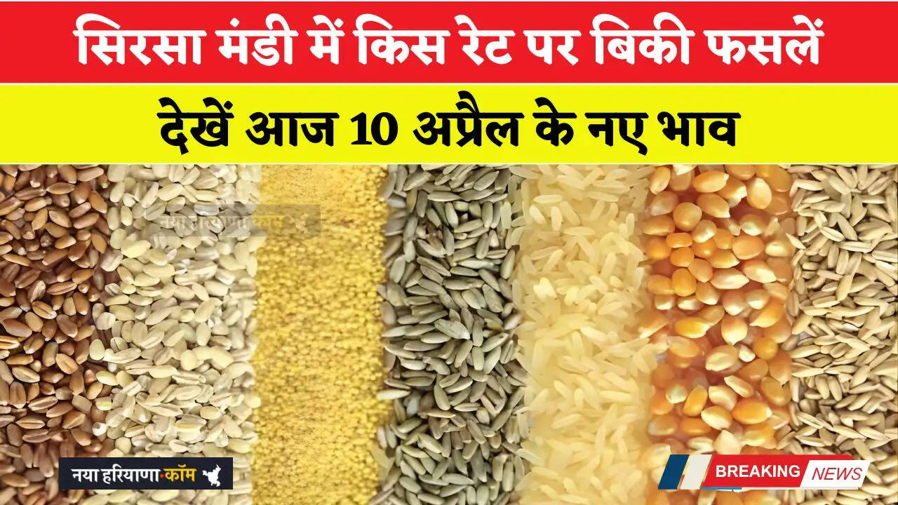 हरियाणा की सिरसा मंडी में आज 10 अप्रैल को किस रेट पर बिकी फसलें, देखें नए भाव