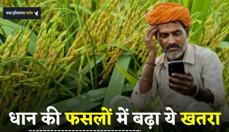 Paddy Crops: बारिश के बाद तेज धूप से बढ़ा धान की फसलों में इन बीमारियों का खतरा, ऐसे करें बचाव