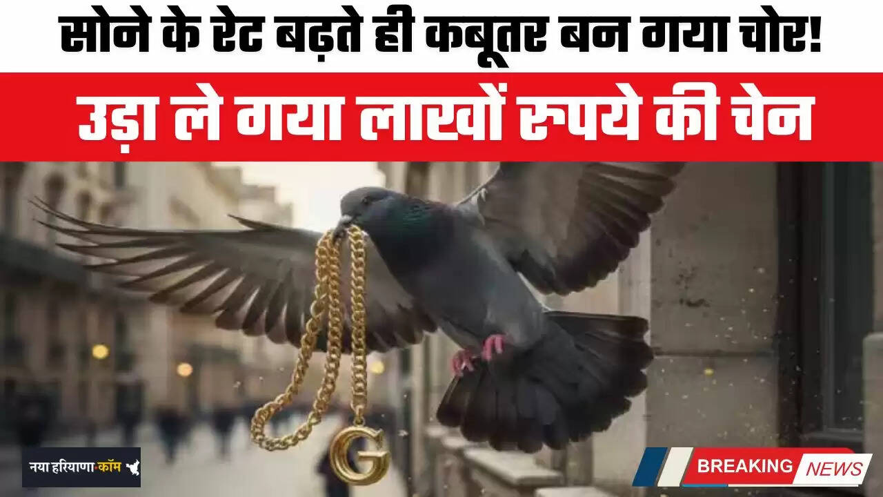 Rajasthan News: सोने के रेट बढ़ते ही कबूतर बन गया चोर, उड़ा ले गया लाखों रुपये की चेन &nbsp;