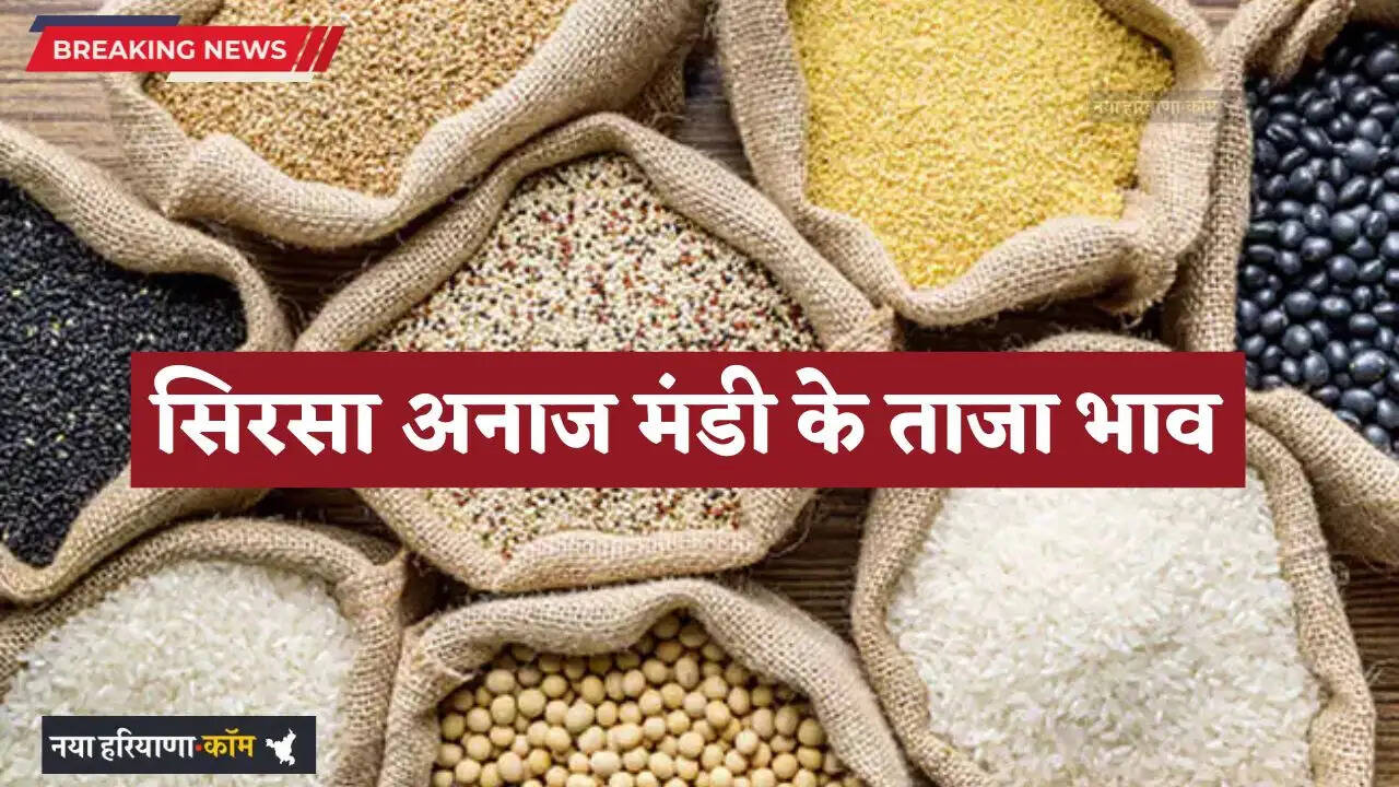 Mandi Bhav: हरियाणा की सिरसा अनाज मंडी के ताजा भाव, देखें सभी फसलों के दाम&nbsp;&nbsp;