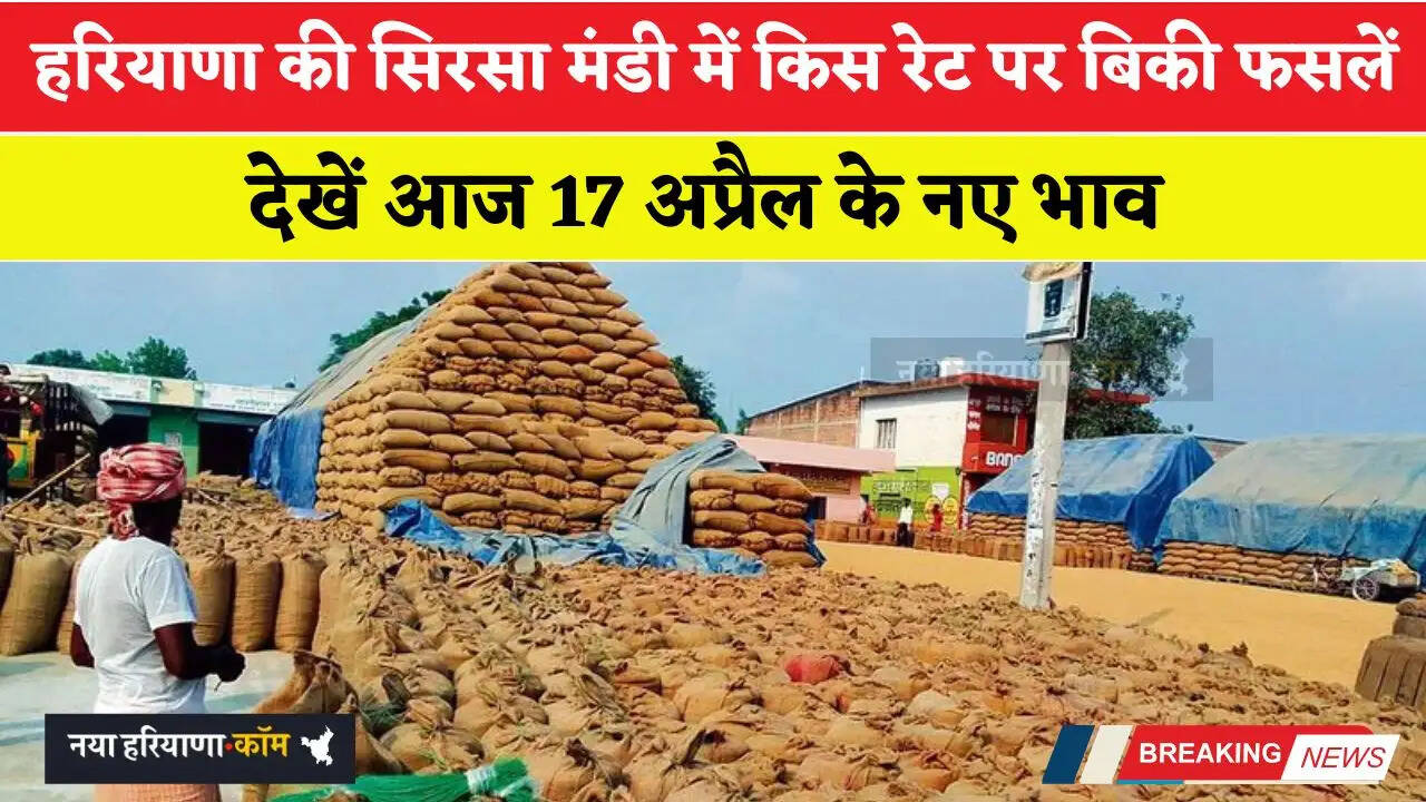 हरियाणा की सिरसा मंडी में आज 17 अप्रैल को किस रेट पर बिकी फसलें, देखें नए भाव