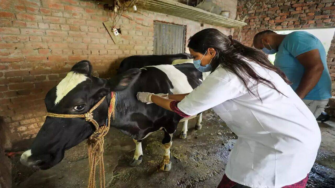 हरियाणा में&nbsp;11&nbsp;मई से प्रदेशव्यापी पशु टीकाकरण महाअभियान का होगा आगाज़ : कृषि मंत्री