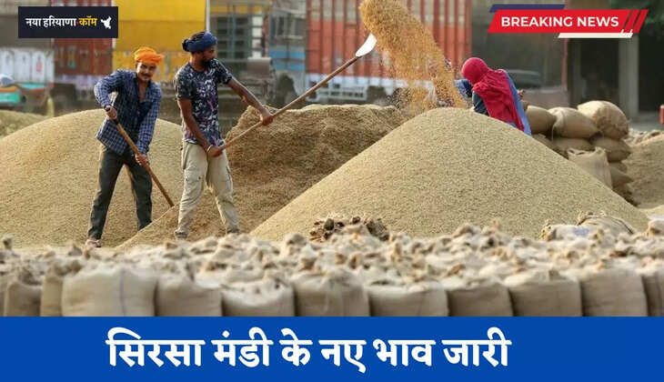 Mandi Bhav: हरियाणा की सिरसा मंडी के नए भाव जारी, इस रेट पर बिकी आज फसलें