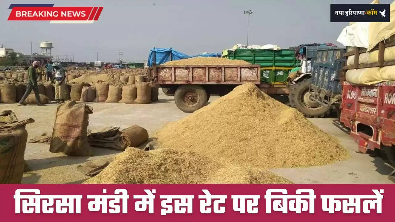 Mandi Bhav: हरियाणा की सिरसा मंडी में इस रेट पर बिकी फसलें, देखें सभी फसलों के नए भाव&nbsp;
