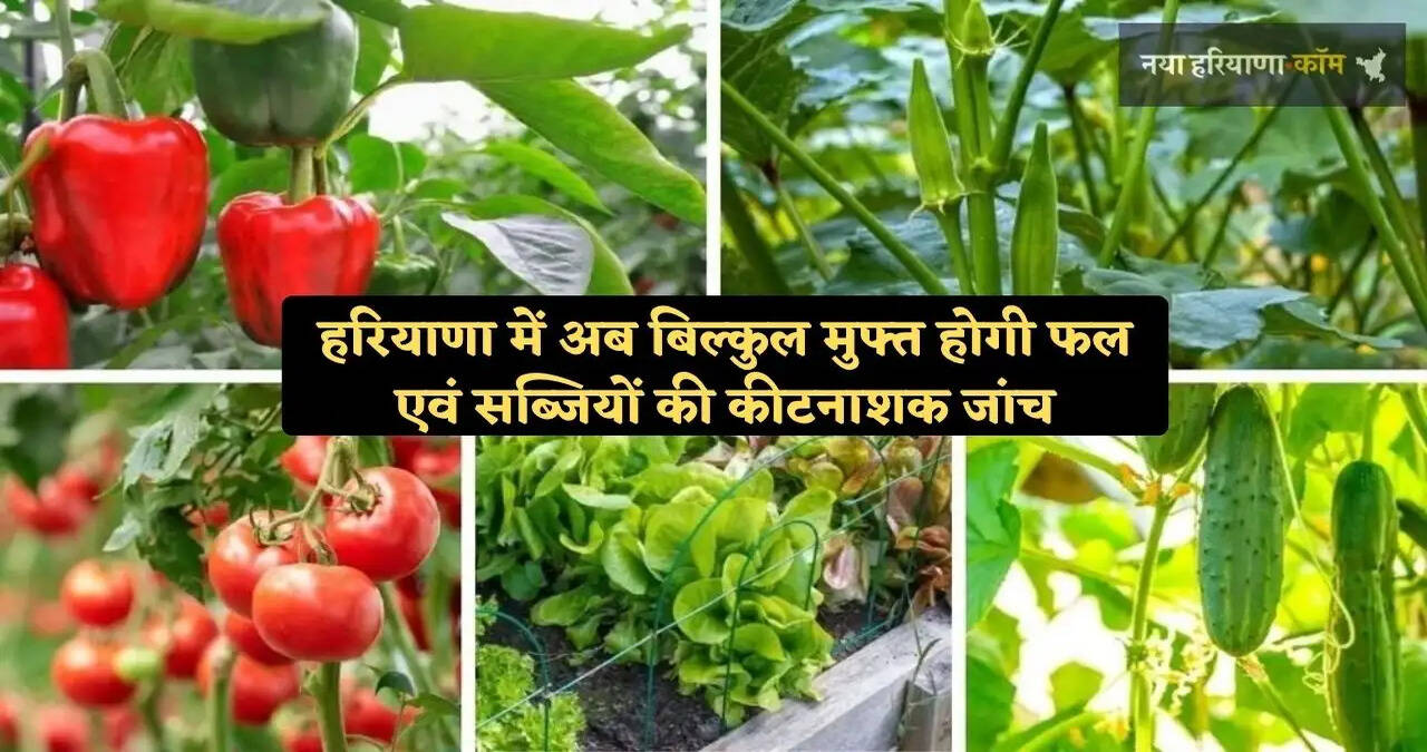 हरियाणा सरकार का बड़ा कदम, फल एवं सब्जियों की कीटनाशक जांच की सुविधा अब बिल्कुल मुफ्त