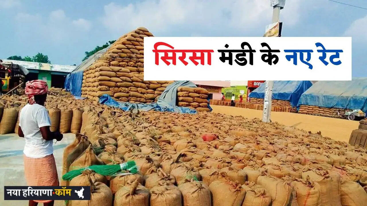 Mandi Bhav: सिरसा मंडी में आज 21 मार्च को किस भाव पर बिकी फसलें, देखें नए रेट&nbsp;&nbsp;