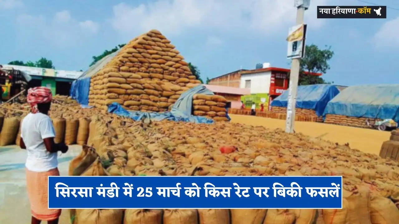 Mandi Bhav: सिरसा मंडी में 25 मार्च को किस रेट पर बिकी फसलें, देखें आज के नए भाव&nbsp;&nbsp;