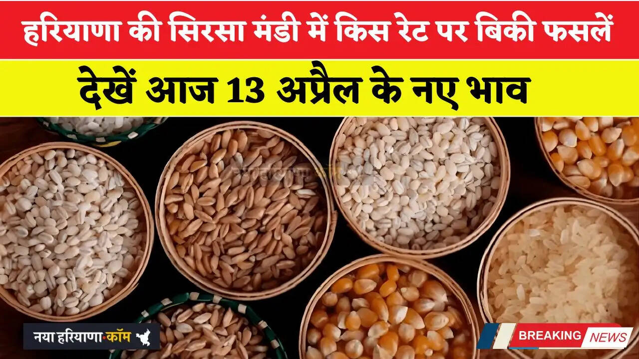 हरियाणा की सिरसा मंडी में आज 13 अप्रैल को किस रेट पर बिकी फसलें, देखें नए भाव