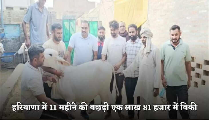 haryana news