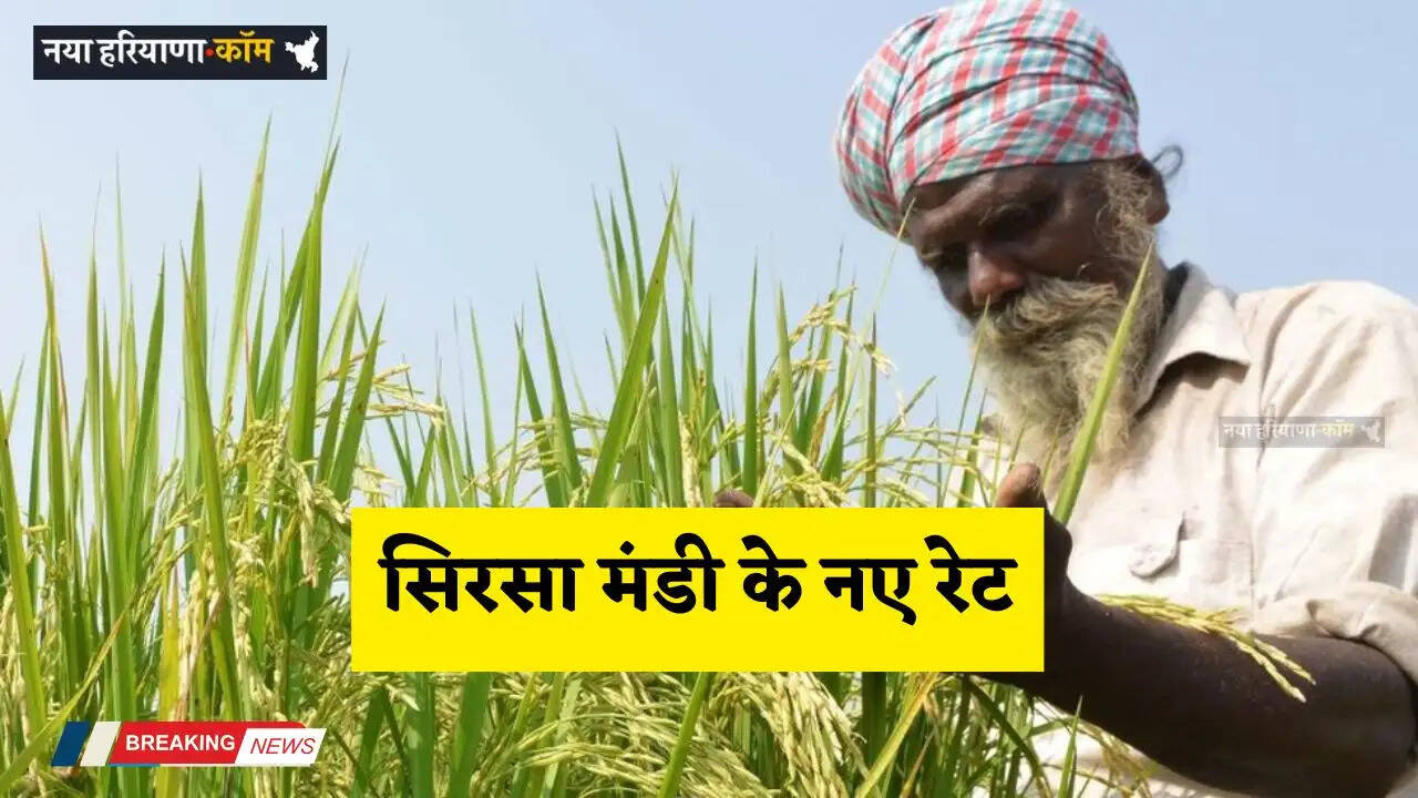 Mandi Bhav: सिरसा मंडी में आज 16 मार्च को किस रेट पर बिकी फसलें, देखें आज के नए रेट