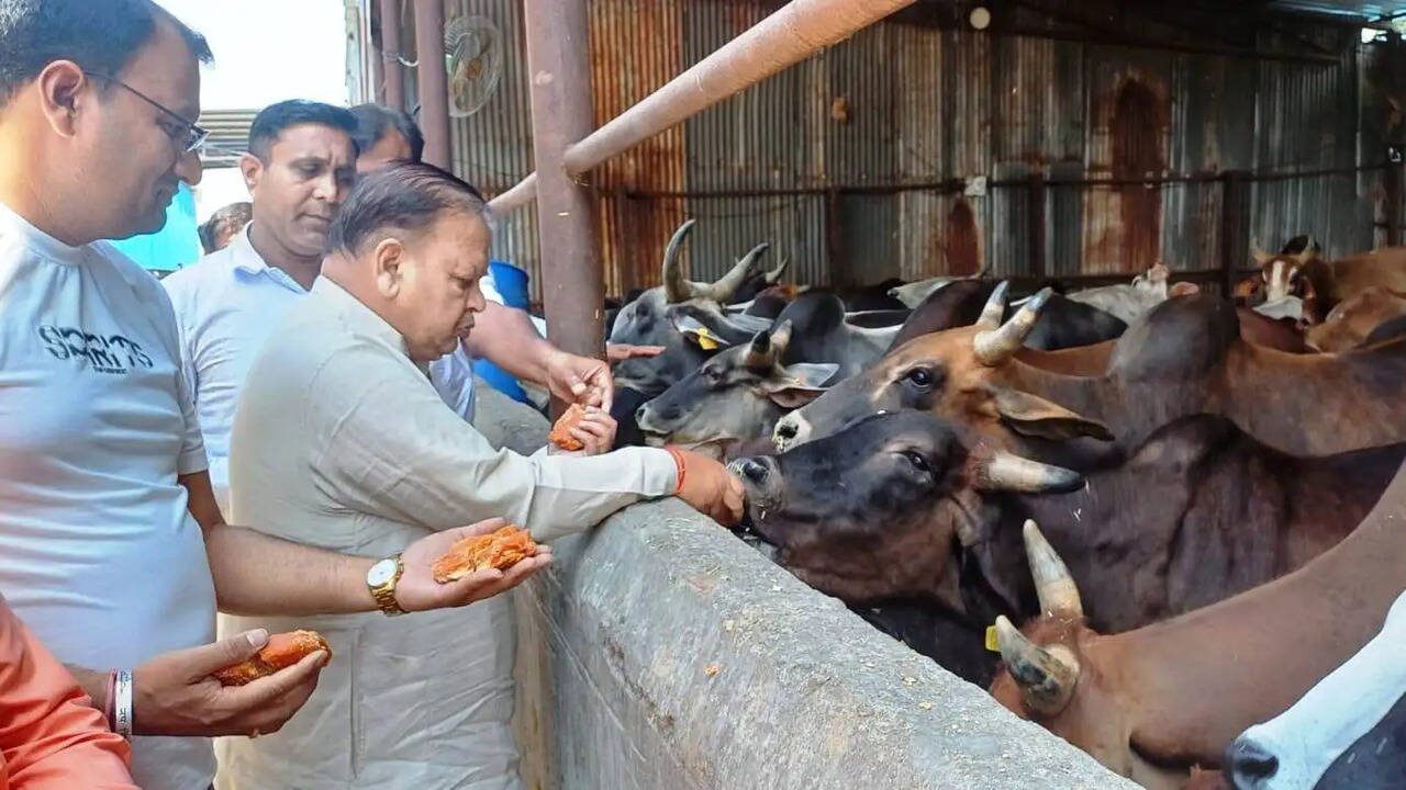 &nbsp;प्रदेश सरकार बेसहारा गौवंश संरक्षण के लिए प्रतिबद्घ है: घनश्याम सर्राफ