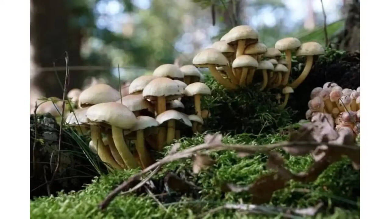 वैकल्पिक खेती के तौर पर मशरूम को अपनाएं किसान, 85 प्रतिशत तक सरकार दे रही अनुदान