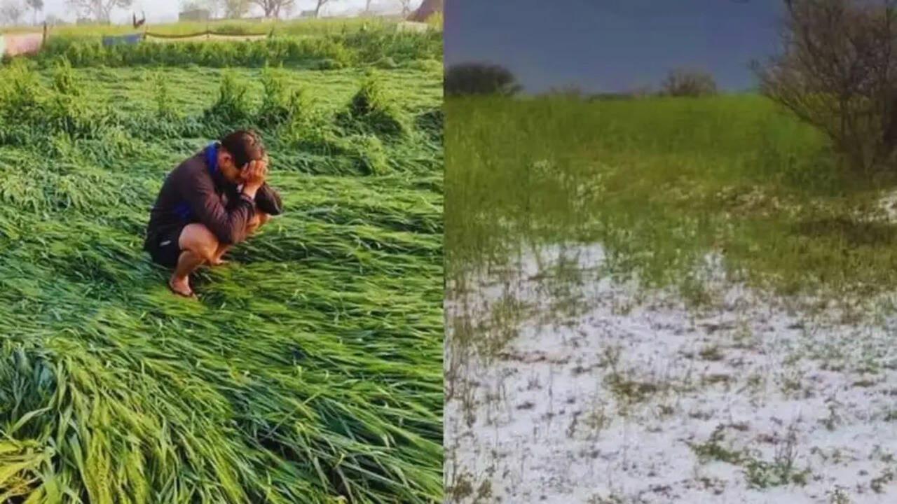 हिसार के 11 गांवों में ओलावृष्टि व भारी वर्षा से प्रभावित किसानों के लिए ई-क्षतिपूर्ति पोर्टल 15 अप्रैल तक खुला