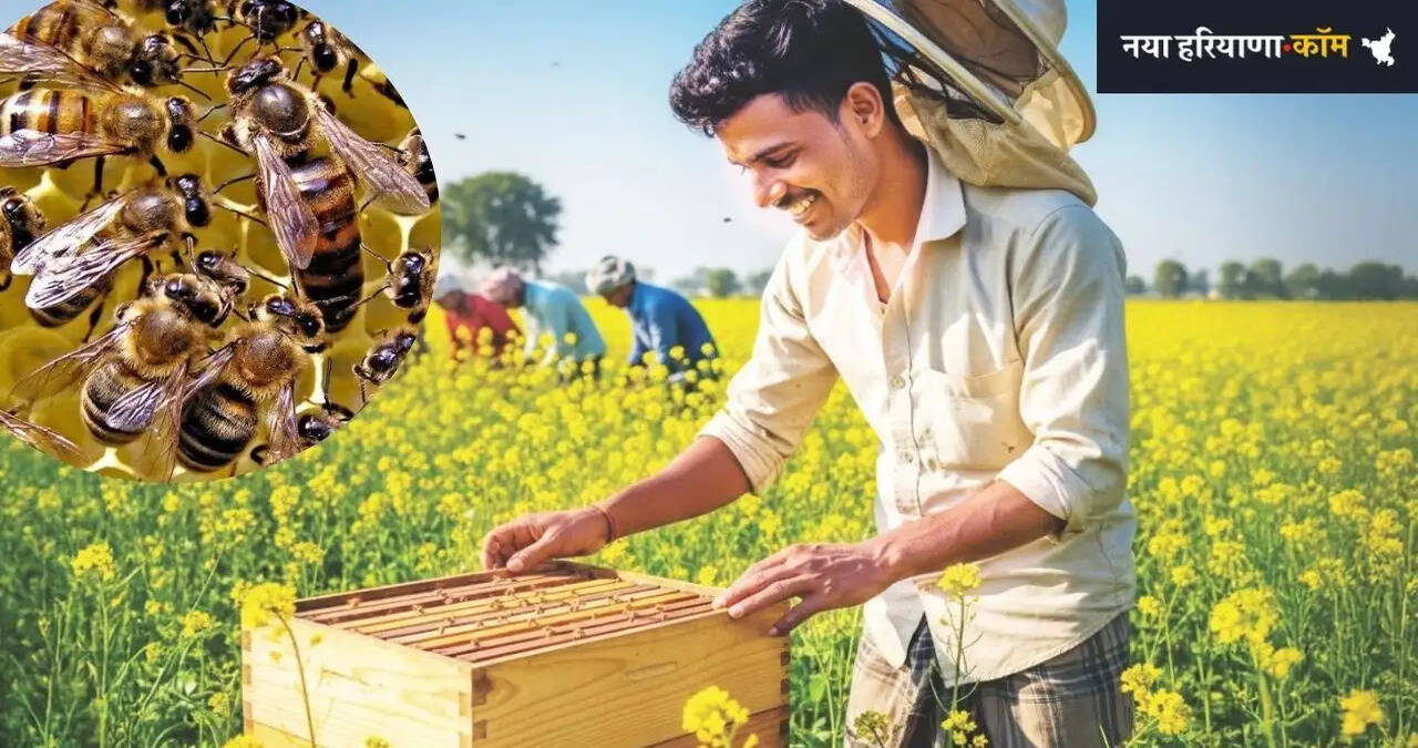 हरियाणा सरकार ने की वैज्ञानिक मधुमक्खी पालन प्रशिक्षण कार्यक्रमों की घोषणा,&nbsp;कुरुक्षेत्र में मिलेगा नि:शुल्क प्रशिक्षण