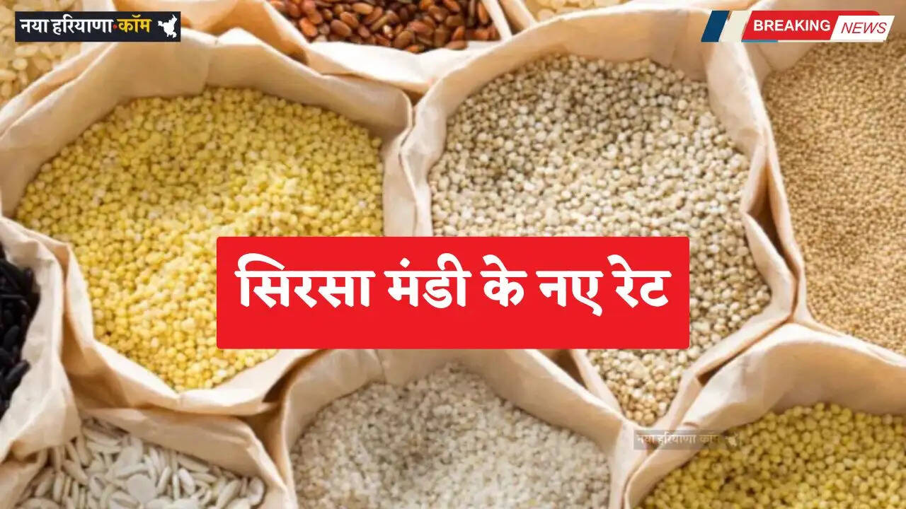 Mandi Bhav: सिरसा मंडी में आज 14 मार्च को किस रेट पर बिकी फसलें, देखें नए रेट