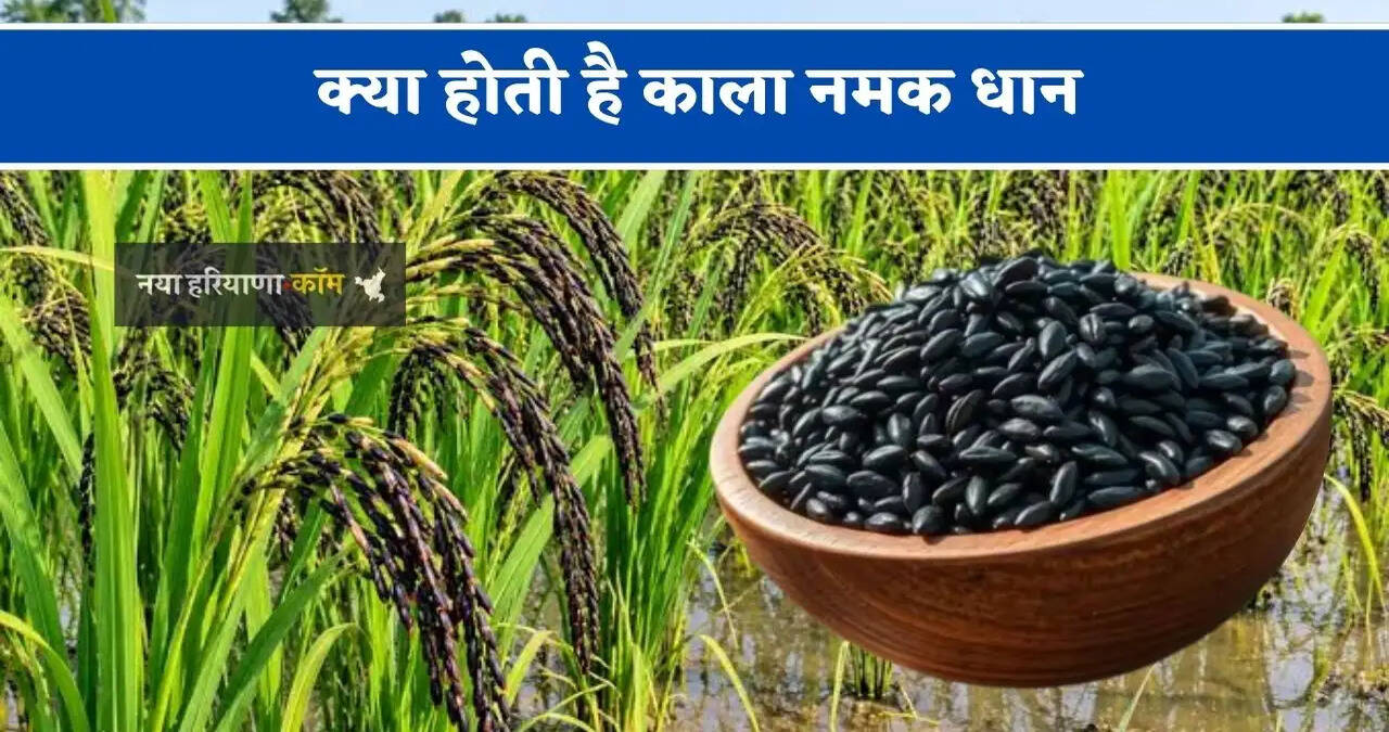 &nbsp;क्या होती है काला नमक धान, जानिए इसकी खेती और बुआई का पूरा तरीका&nbsp;