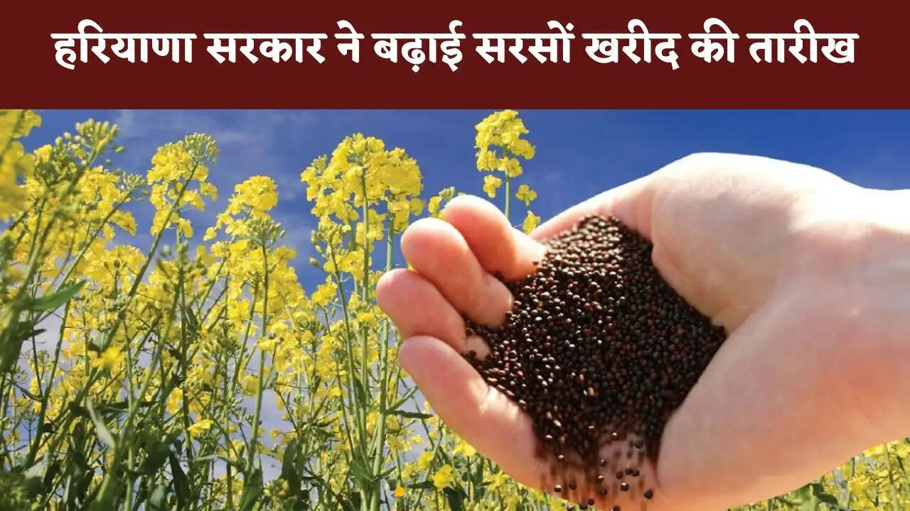 हरियाणा सरकार ने बढ़ाई सरसों खरीद की तारीख, अब इस तारीख तक किसान बेच सकेंगे अपनी फसल