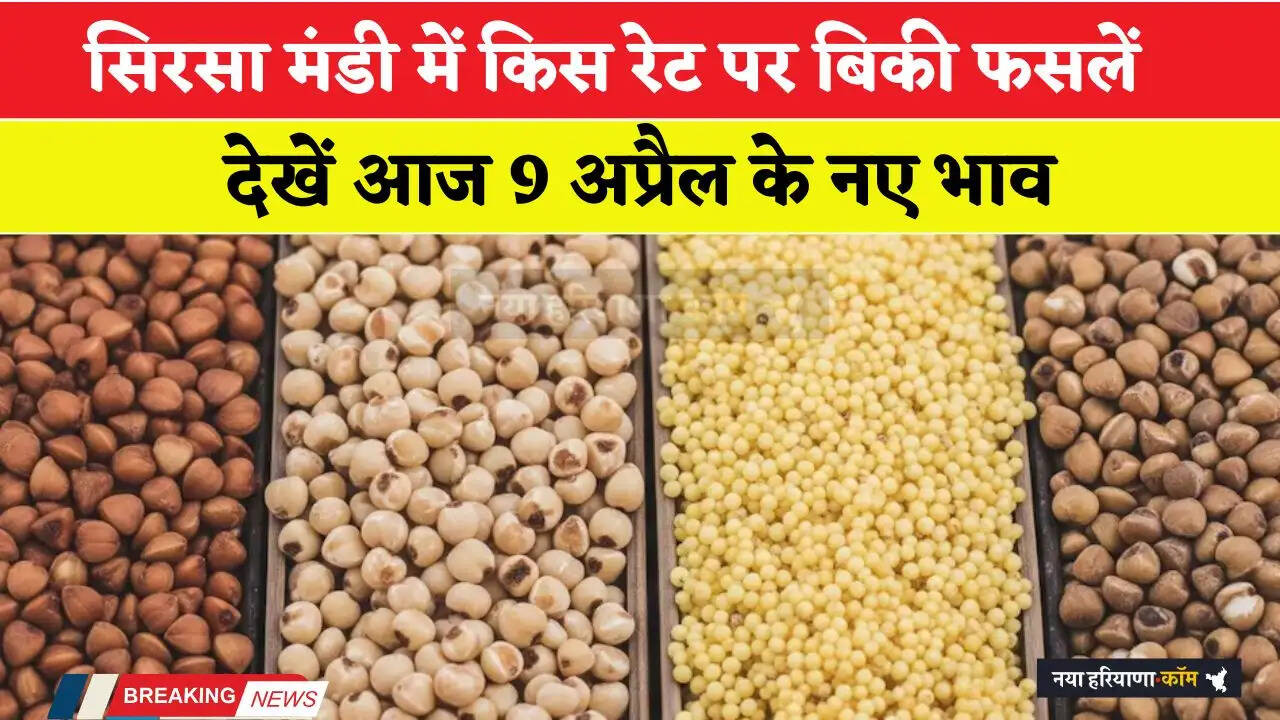 Mandi Bhav: हरियाणा की सिरसा मंडी में आज 9 अप्रैल को किस रेट पर बिकी फसलें, देखें नए भाव