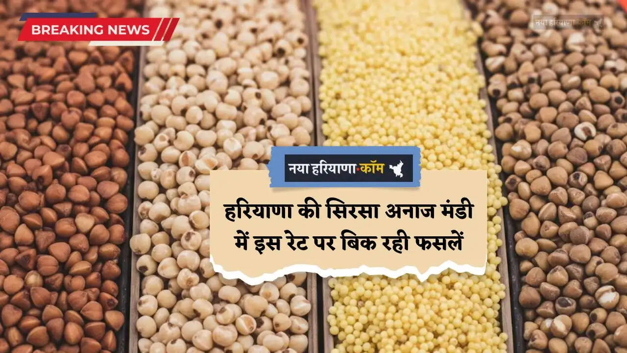 Mandi Bhav: हरियाणा की सिरसा अनाज मंडी में इस रेट पर बिक रही फसलें, देखें ताजा भाव