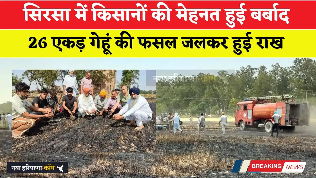 सिरसा में किसानों की मेहनत हुई बर्बाद, 26 एकड़ गेहूं की फसल जलकर हुई राख&nbsp;