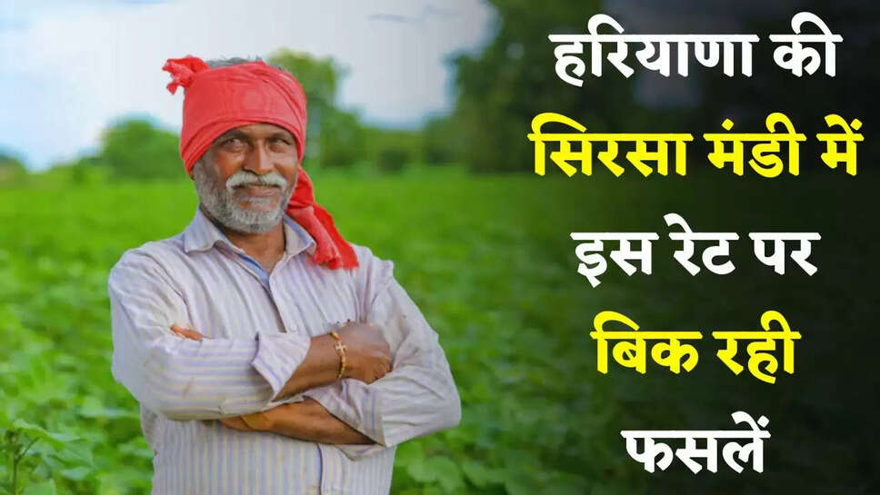 Mandi Bhav: हरियाणा की सिरसा मंडी में आज इस रेट पर बिक रही फसलें, देखें नए भाव