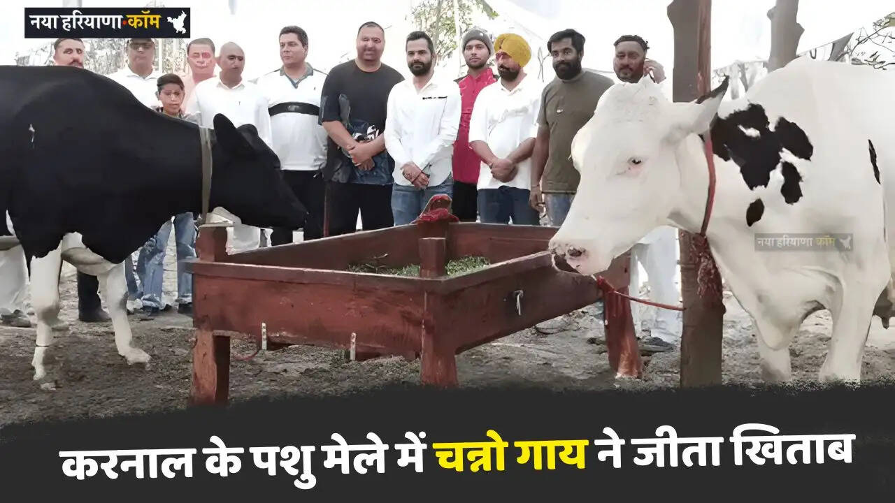 Haryana: करनाल के पशु मेले में चन्नो गाय ने जीता खिताब, 77.977 लीटर दूध देकर बनी चैंपियन
