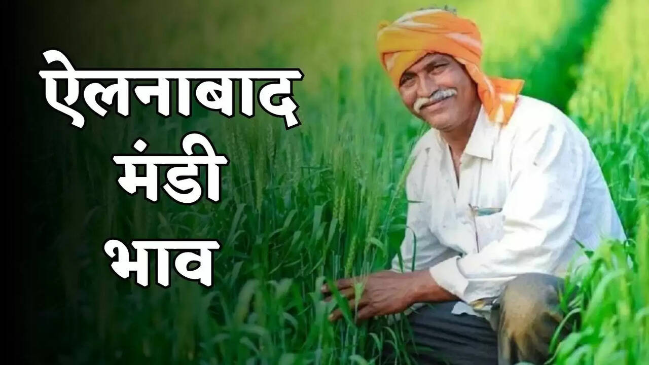 ellenabad mandi bhav