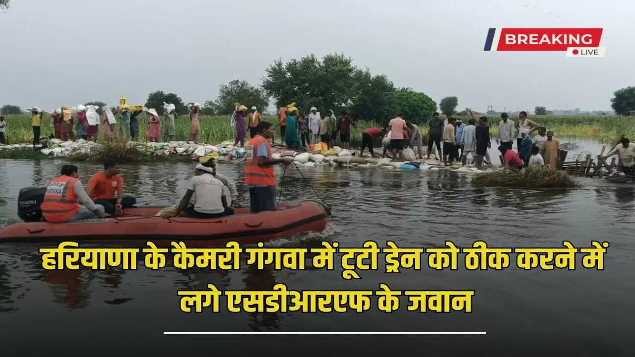 Haryana News: Ghaggar drain suddenly broke in Sirsa in Haryana, 500 acres of crops submerged, SDRF took charge