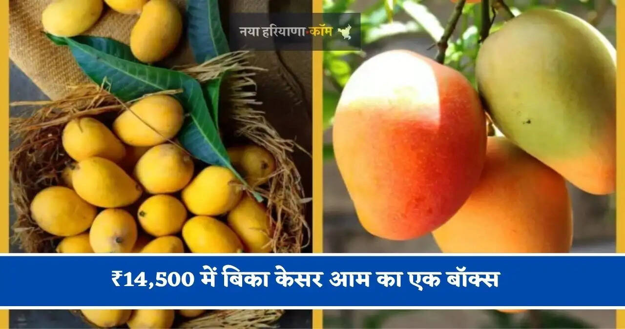 ₹14,500 में बिका केसर आम का एक बॉक्स, जानिए अक्टूबर के महीने में कैसे बाजार में पहुंचा आम&nbsp;