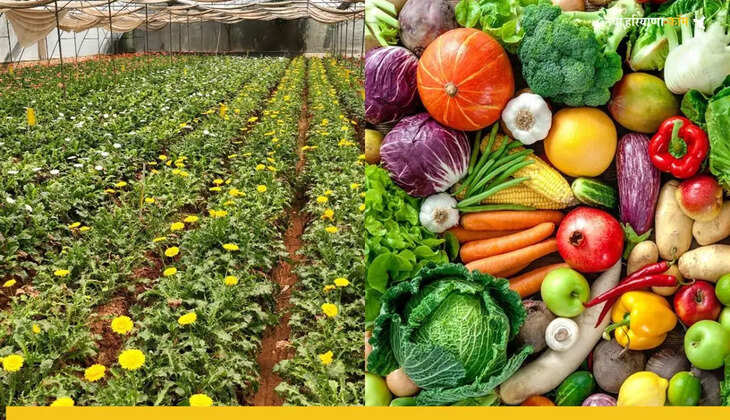 हरियाणा बीज विकास निगम द्वारा प्रदेश में जल्द ही ‘अपनी सब्जी-अपना फल’ योजना की शुरुआत की जाएगी।  इस महत्वाकांक्षी योजना का शुभारंभ मुख्यमंत्री श्री नायब सैनी जी के कर-कमलों द्वारा किया जाएगा।