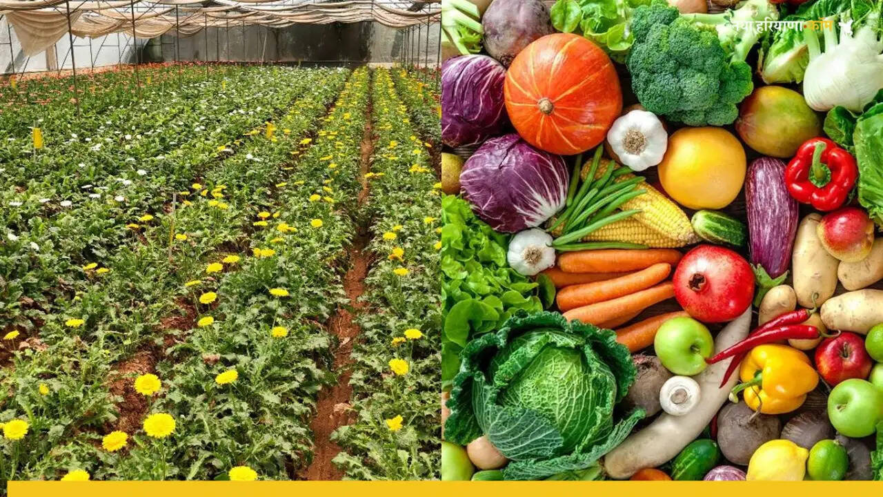 हरियाणा बीज विकास निगम द्वारा प्रदेश में जल्द ही&nbsp;&lsquo;अपनी सब्जी-अपना फल&rsquo;&nbsp;योजना की शुरुआत की जाएगी।&nbsp; इस महत्वाकांक्षी योजना का शुभारंभ मुख्यमंत्री श्री नायब सैनी जी के कर-कमलों द्वारा किया जाएगा।