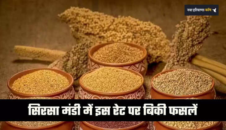 Mandi Bhav: हरियाणा की सिरसा मंडी में इस रेट पर बिकी फसलें, देखें आज के नए भाव