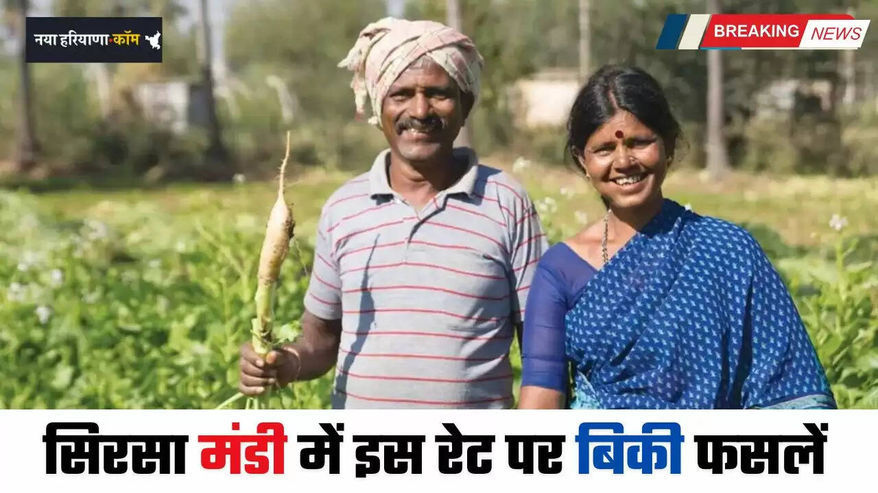 Mandi Bhav: हरियाणा की सिरसा मंडी में इस रेट पर बिकी फसलें, देखें&nbsp;नए भाव