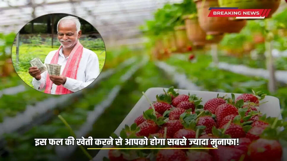 Strawberry Cultivation: Cultivation of this fruit will give you the most profit! Know which fruit it is