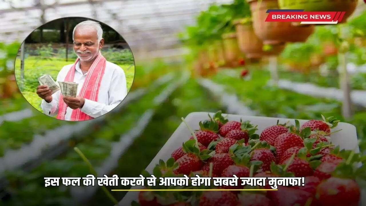 Strawberry Cultivation: Cultivation of this fruit will give you the most profit! Know which fruit it is