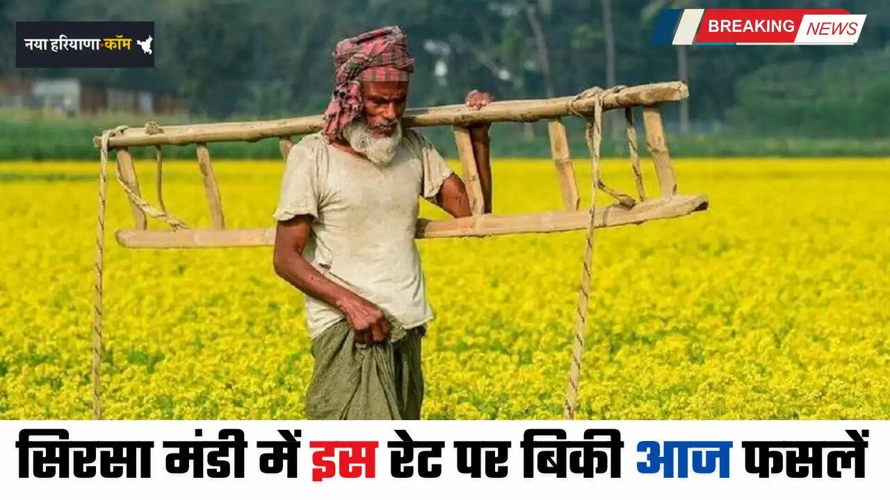 Mandi Bhav: हरियाणा की सिरसा मंडी में इस रेट पर बिकी फसलें, देखें आज के नए भाव