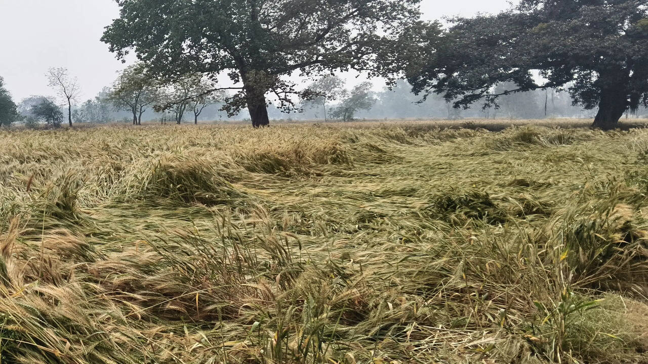 ओलावृष्टि व तेज वर्षा से हुए नुकसान का विवरण प्रभावित गांवों के किसान ई-क्षतिपूर्ति पोर्टल पर 23 अप्रैल तक करवाएं दर्ज