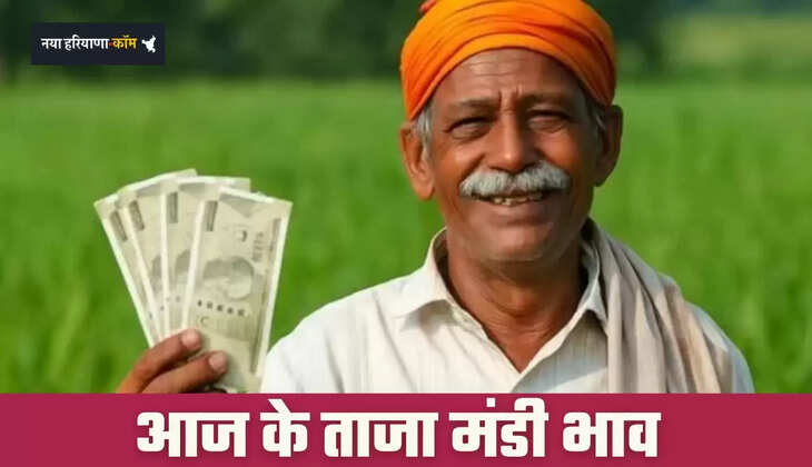 Mandi Bhav: हरियाणा की सिरसा मंडी में इस रेट पर बिकी फसलें, देखें ताजा भाव&nbsp;