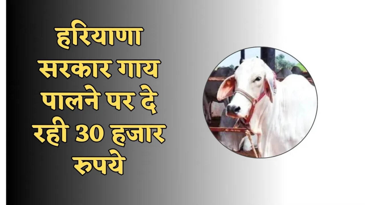 haryana govt scheme