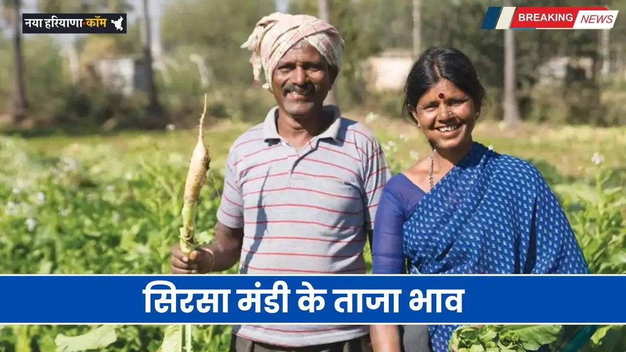 Mandi Bhav: हरियाणा की सिरसा मंडी के ताजा भाव, आज इस रेट पर बिक रही फसलें
